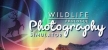 Photography Simulator Wildlife Prologue русификатор озвучки + текст